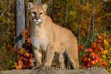 179 Cougar 8.jpg