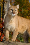 179 Cougar 11.jpg