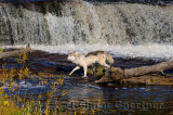 180 Kettle River Wolf 6.jpg