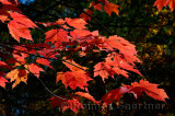 181 Red Maple Leaves 1.jpg