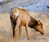 193 Elk 2.jpg