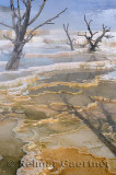 193 Mammoth Hot Springs 6.jpg