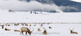 196 National Elk Refuge 4 P.jpg
