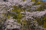 198 Willow and cherry blossom 2.jpg