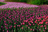 199 Barcelona and Ollioules Tulip bed 1.jpg