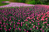 199 Barcelona and Ollioules Tulip bed 2.jpg