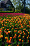 199 Blushing Apeldoorn and Attila Tulips 1.jpg