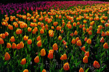 199 Blushing Apeldoorn and Attila Tulips 2.jpg