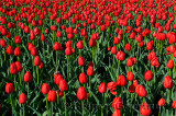 199 Canadian Liberator Tulips.jpg