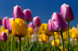 199 Garant and Ollioules Tulips 3.jpg