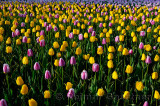 199 Garant and Ollioules Tulips 5.jpg