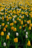199 Golden Apeldoorn and White Dream Tulips 2.jpg