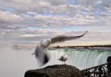 197 Niagara Falls Gulls.jpg