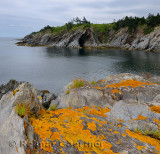 Orange lichen on the sea cliffs of Smugglers Cove Provincial Park Nova Scotia