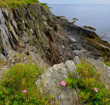 Wild rose on top of the sea cliffs at Smugglers Cove Provincial Park Nova Scotia