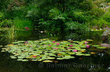 Waterlily garden pond at Annapolis Royal Historic Gardens Nova Scotia
