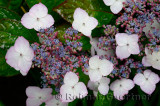 Wet Hydrangea Serrata Beni-Gaku at Annapolis Royal Historic Gardens Nova Scotia