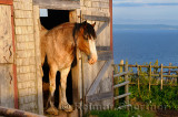 Clydesdale horse at barn door at sundown over Bras dOr Lake at Highland Village Museum Iona NS
