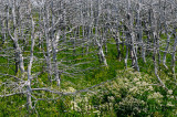 Dead gray evergreen trees and green Meadow Rue at Arches Provincial Park Newfoundland