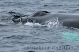 Close up of a female humpback whale blowhole rostrum and tubercles near Twillingate Newfoundland