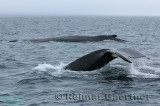 Two female humpback whales traveling at Twillingate Newfoundland showing dorsal fin and tail