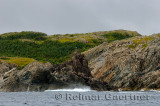 Seagull on a jagged spire on the rocky Atlantic coast of Twillingate Island Newfoundland