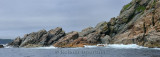 Panorama of seabirds on the rocky coast of Twillingate Island Newfoundland