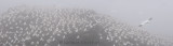 Colony of nesting Northern Gannets in fog at Cape St. Marys Ecological Reserve Newfoundland