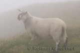 Young Scottish Blackfaced Sheep in fog at Cape St. Marys Ecological Reserve Newfoundland