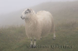 Scottish Blackfaced Sheep in fog at cliff of Cape St. Marys Ecological Reserve Newfoundland