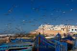 A flock of seagulls near fishermen cleaning their catch with blue boats and Essaouira ramparts