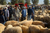 Crowded sheep market at Ait Ourir Morocco for sacrifice at Eid Al Adha