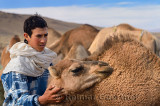 Berber boy tending to a young dromedary among camel herd in Tafilalt plain