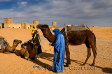 Berber men tending Dromedary camels after a morning ride in Erg Chebbi desert at Auberge du Sud