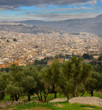 Olive trees on South hill at Borj Sud with view of Fes el Bali Medina Morocco on hazy morning