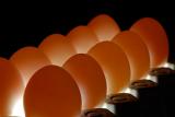 70 Backlit eggs 3.jpg
