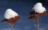 71 Winter Sedum.jpg