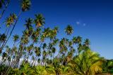 77 Coconut Palm Grove 2.jpg