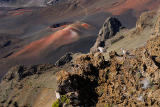 82 Chukars at Haleakala.jpg