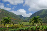 84 Maui Tropical Plantation 3.jpg