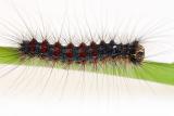 87 Furry Caterpillar 2.jpg