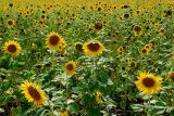 90 Sunflower Field.jpg