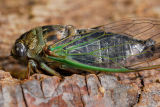 91 Cicada on tree 1.jpg