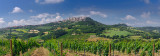 132 Todi Vinyard Pano.jpg