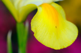 153 Ducth Iris Golden Beauty 2.jpg