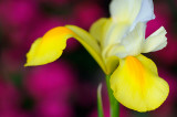 153 Ducth Iris Golden Beauty 3.jpg