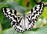 Butterfly black and white.jpg