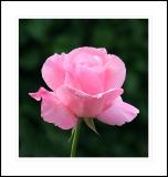 Delicate Pink Rose_1.jpg