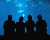 SC Aquarium