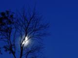 July 22, 2004<br><font size=2>Tangled Moon</font><br>Day 77